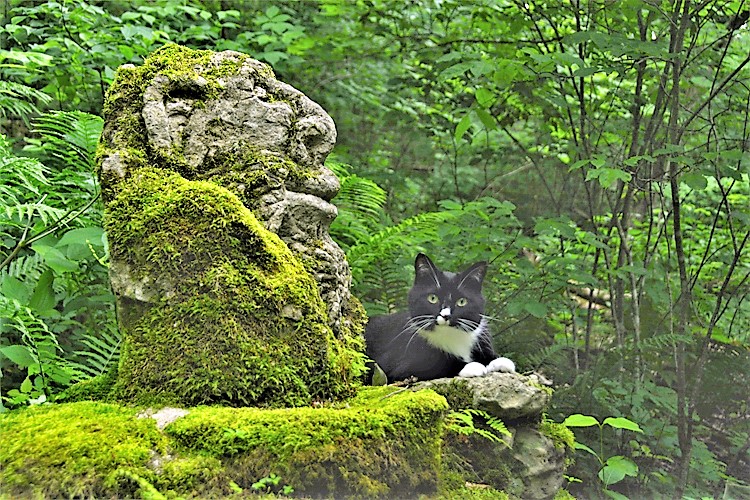 cat in forest